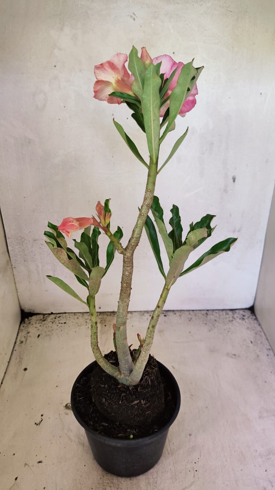 Planta Dobrada 3666 – 50cm – 03 anos - foto 9