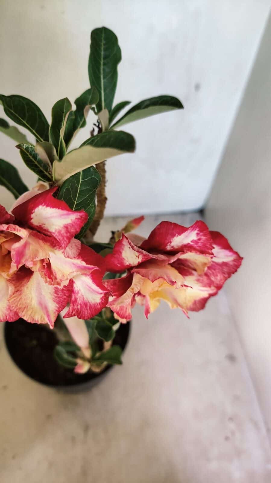 Planta Dobrada 3666 – 50cm – 03 anos - foto 5
