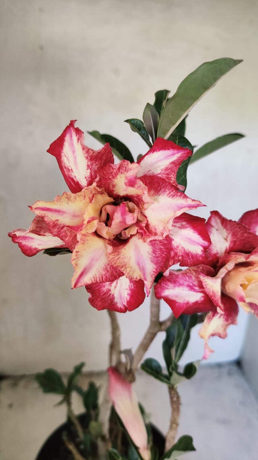 Planta Dobrada 3666 – 50cm – 03 anos - foto 3