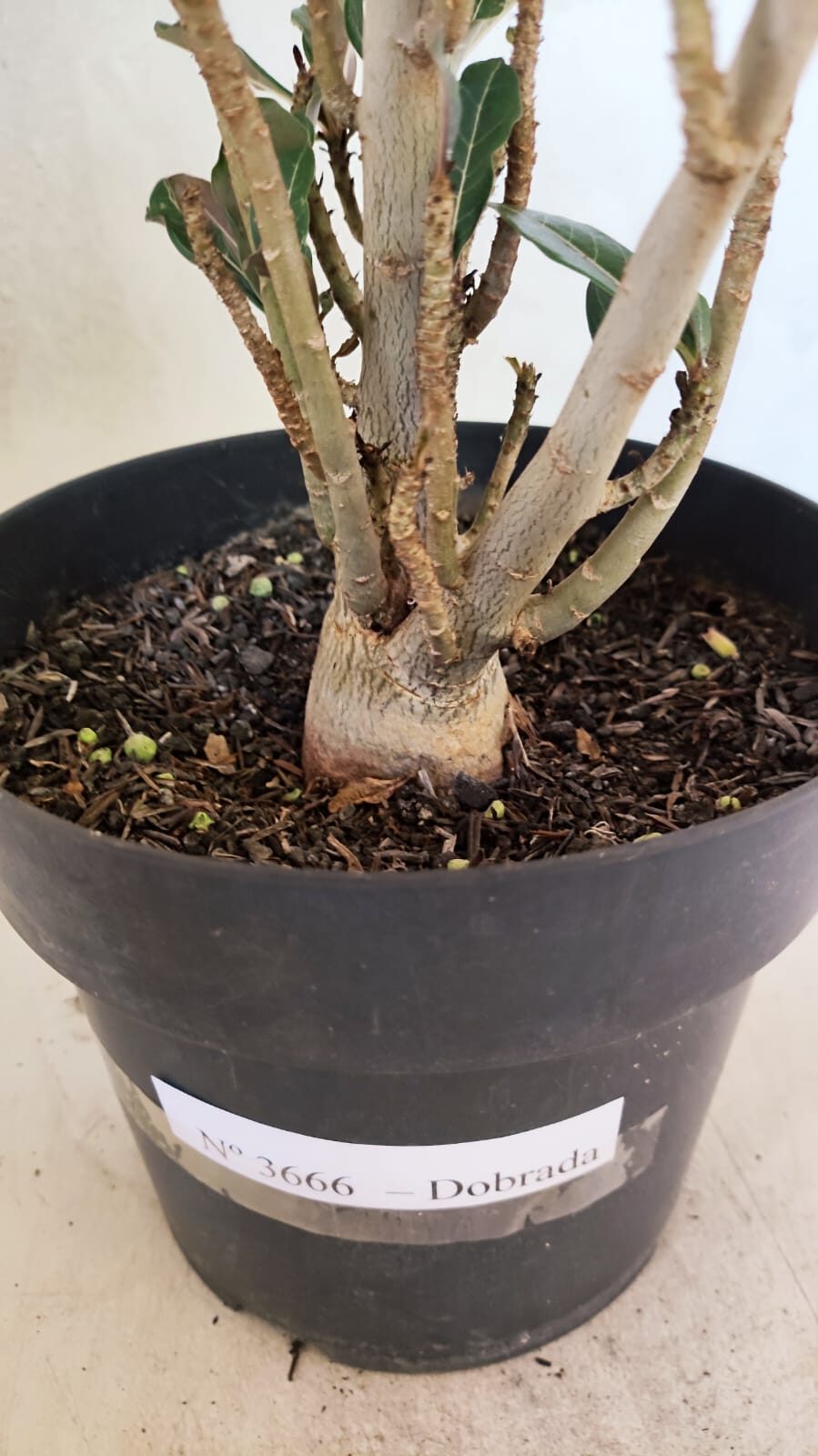 Planta Dobrada 3666 – 50cm – 03 anos - foto 8