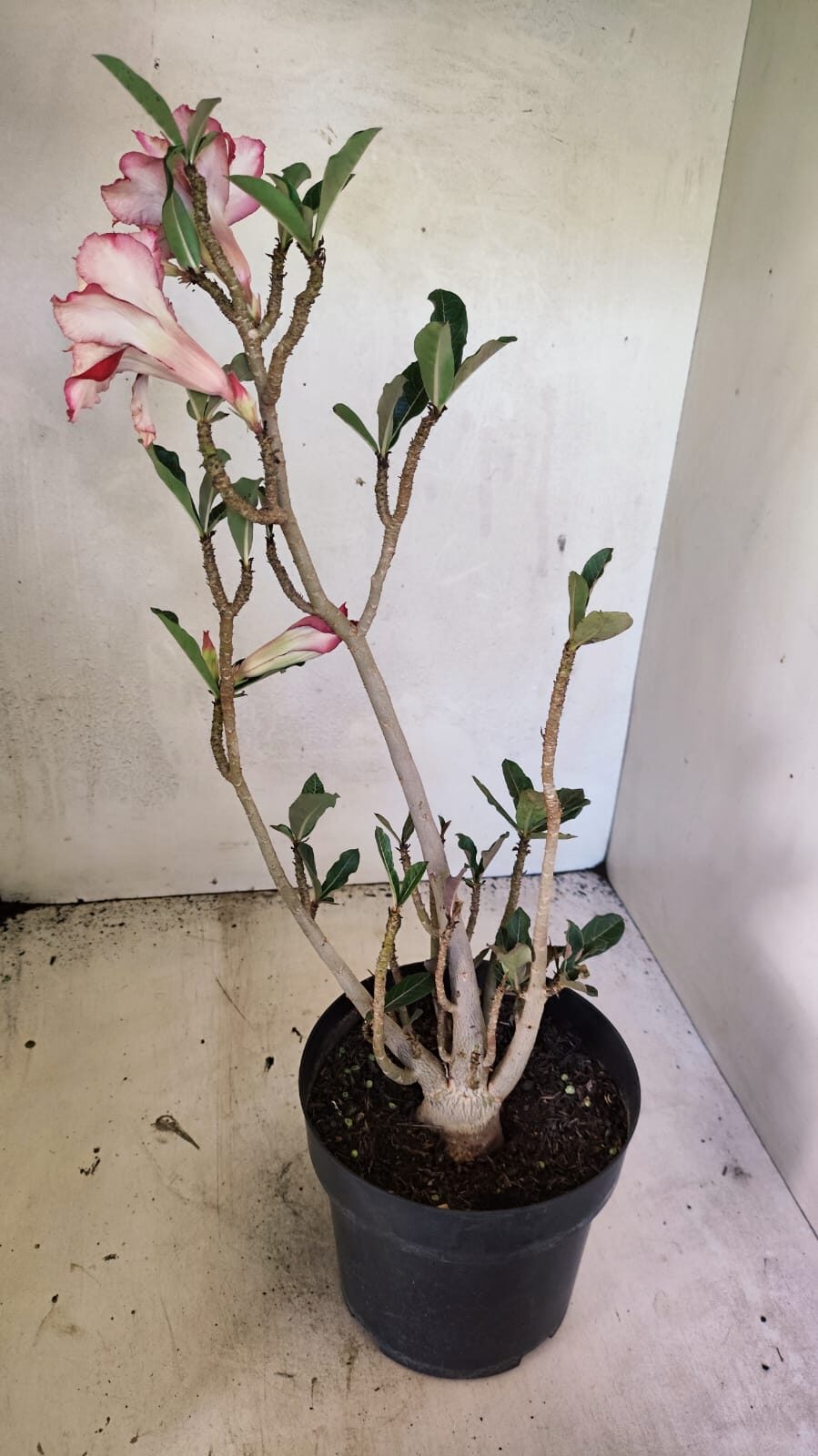 Planta Dobrada 3666 – 50cm – 03 anos - foto 7