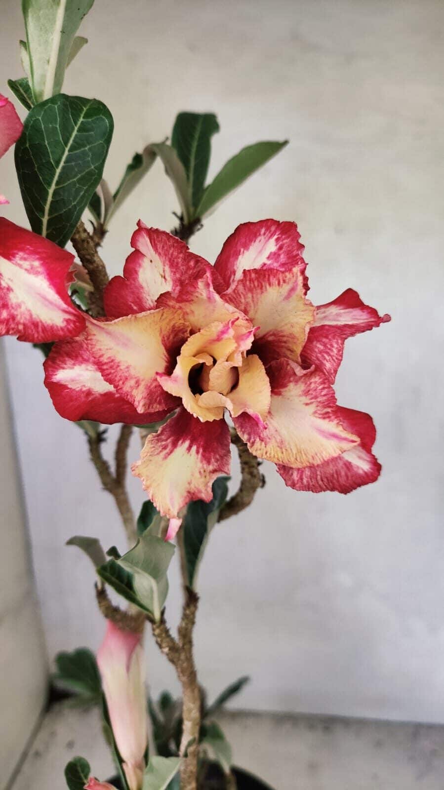 Planta Dobrada 3666 – 50cm – 03 anos - foto 4
