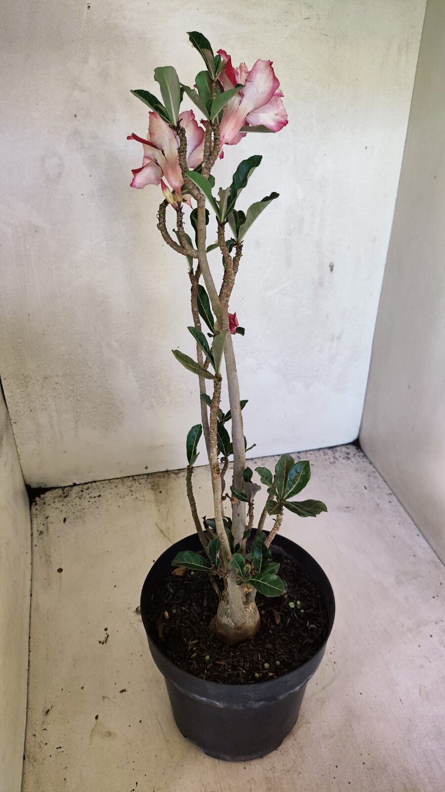 Planta Dobrada 3666 – 50cm – 03 anos - foto 6