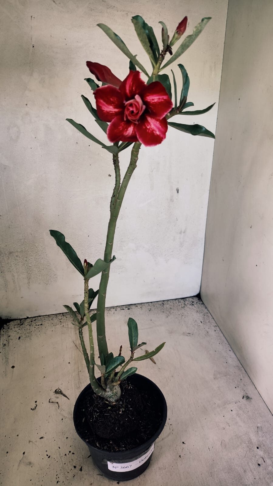 Planta Dobrada 3667 – 35cm – 03 anos - foto 2