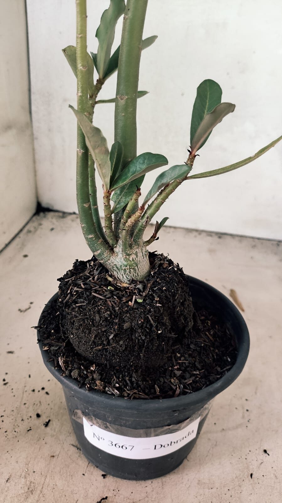 Planta Dobrada 3667 – 35cm – 03 anos - foto 7