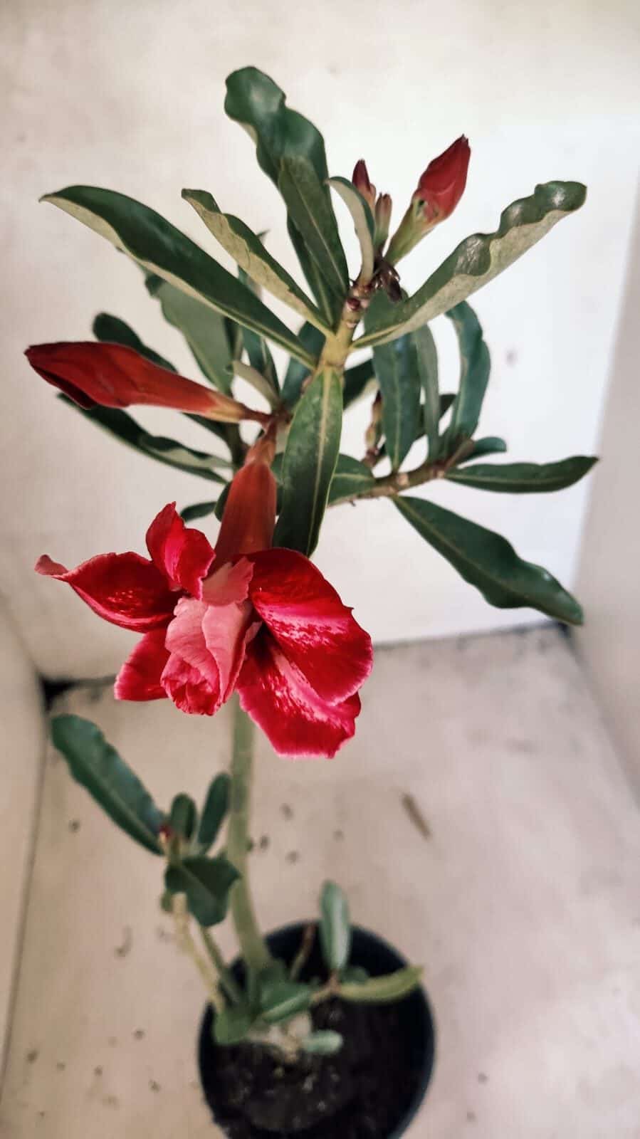 Planta Dobrada 3667 – 35cm – 03 anos - foto 6