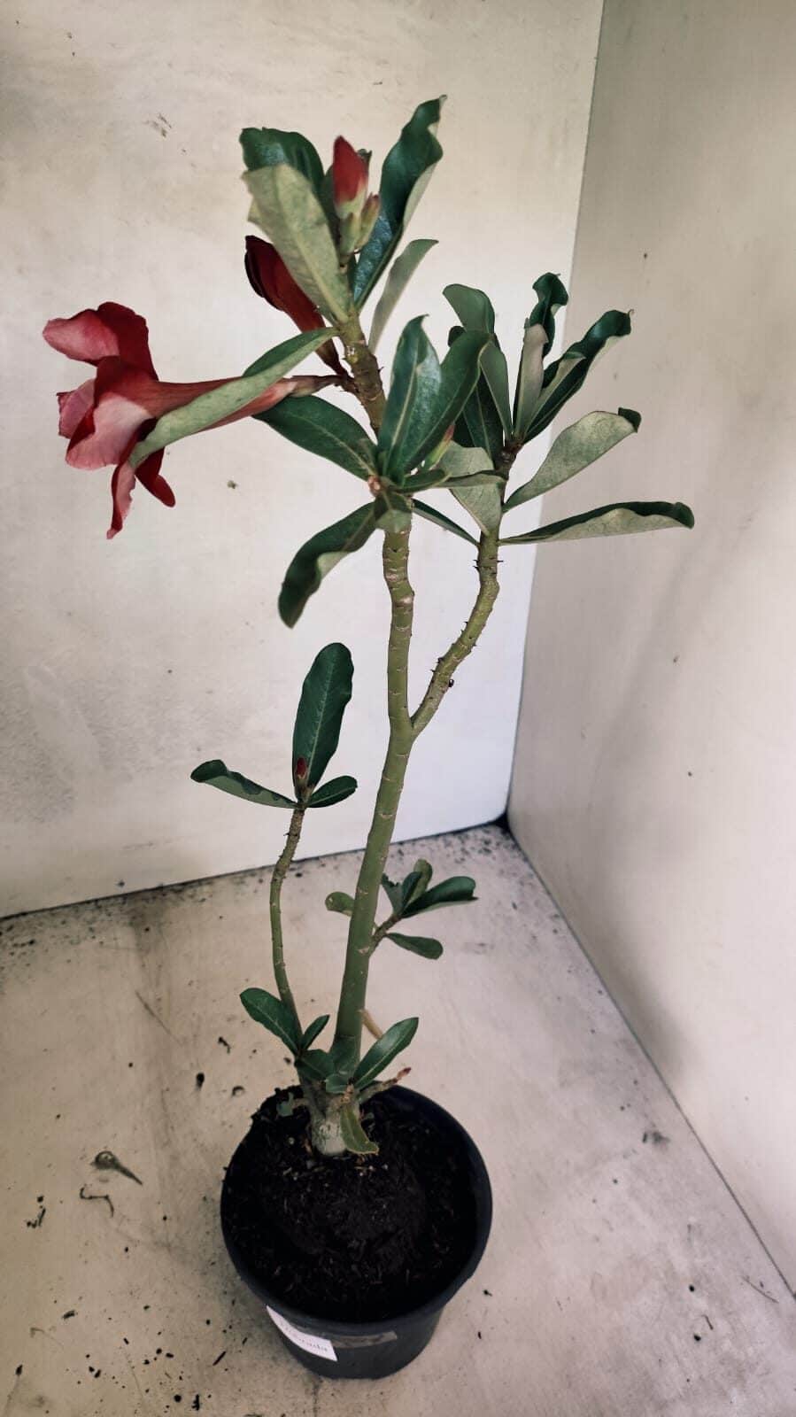 Planta Dobrada 3667 – 35cm – 03 anos - foto 5
