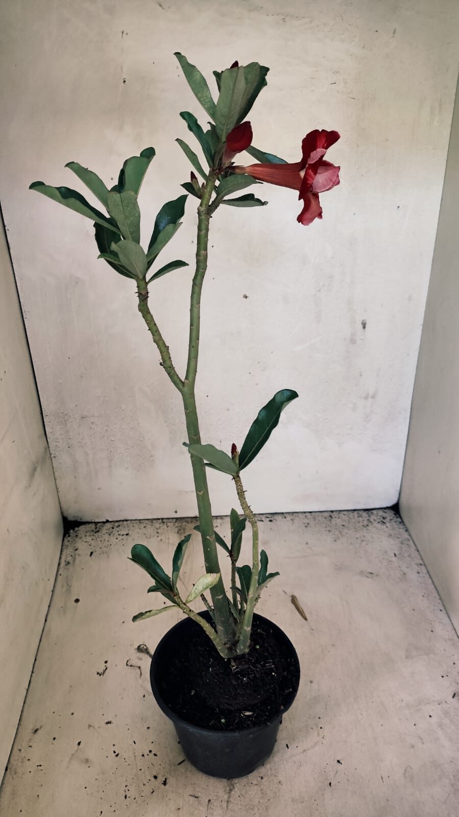Planta Dobrada 3667 – 35cm – 03 anos - foto 4