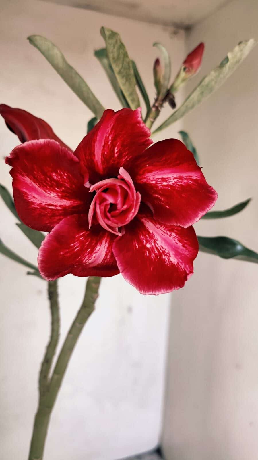 Planta Dobrada 3667 – 35cm – 03 anos - foto 3