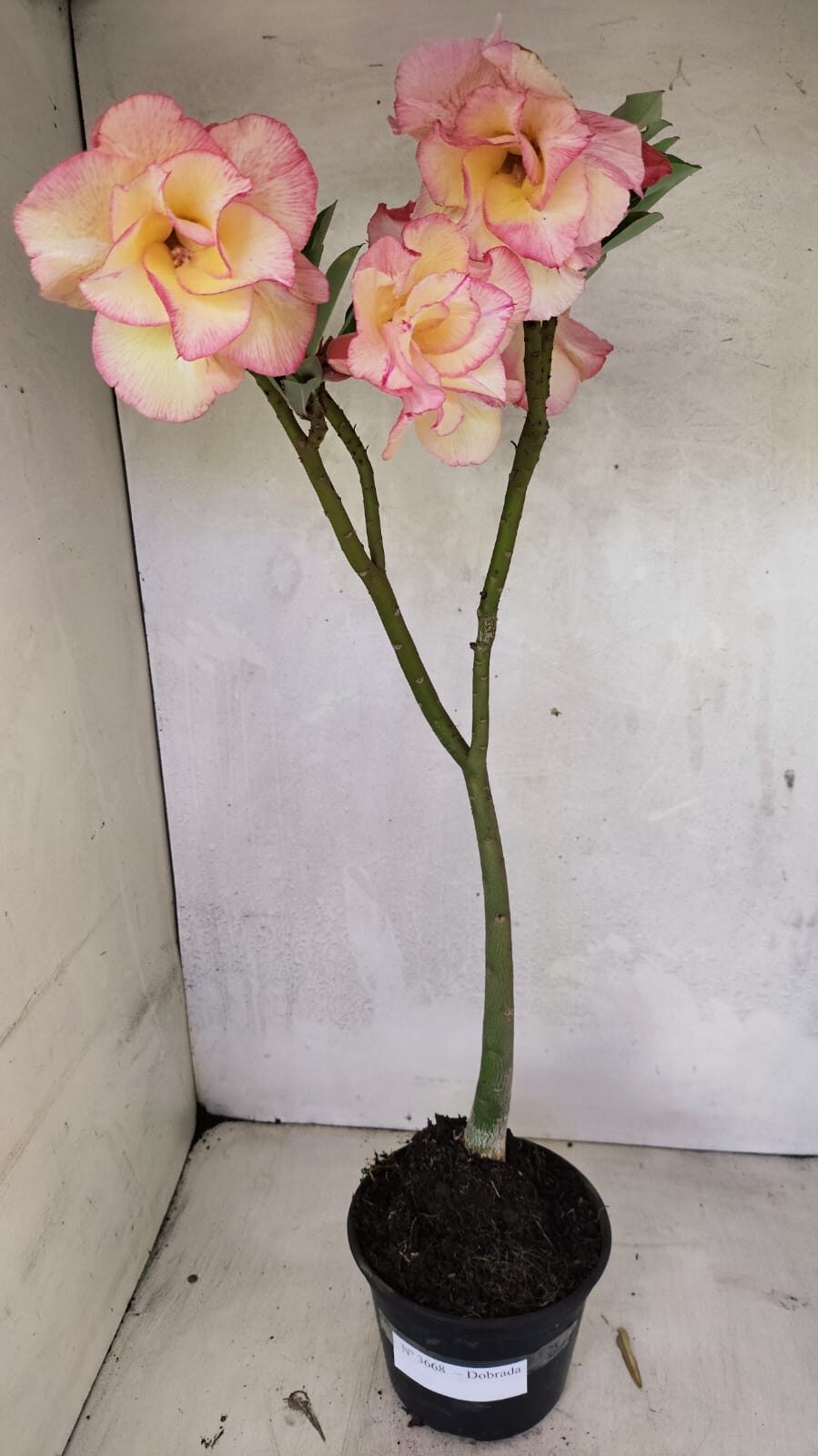 Planta Dobrada 3668 – 35cm – 03 anos - foto 2