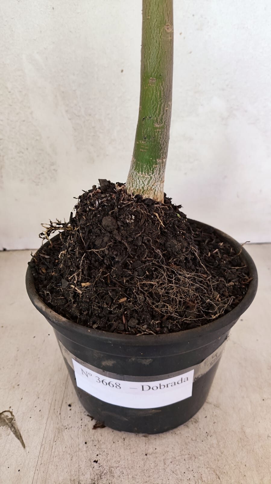 Planta Dobrada 3668 – 35cm – 03 anos - foto 9