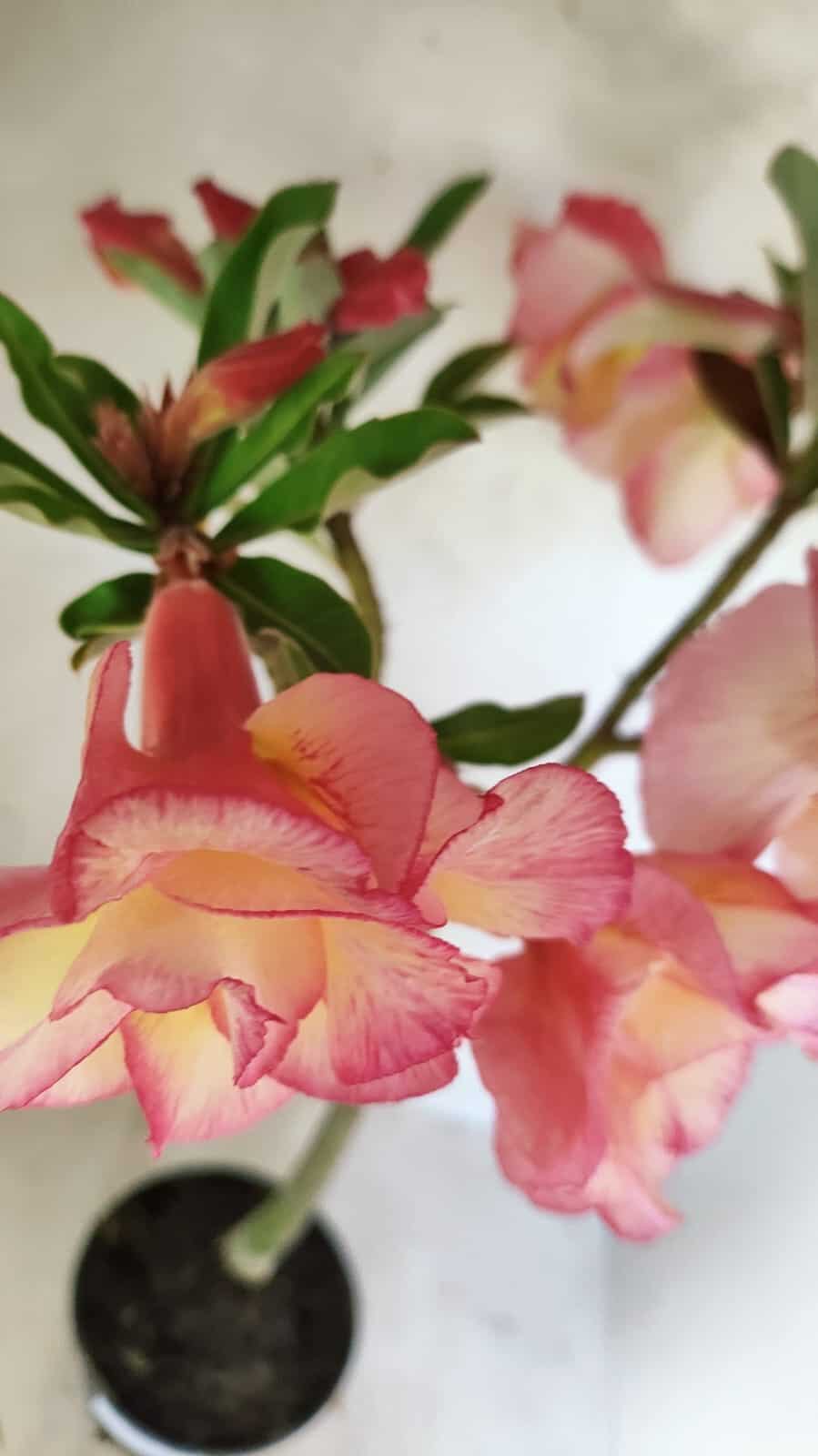Planta Dobrada 3668 – 35cm – 03 anos - foto 5