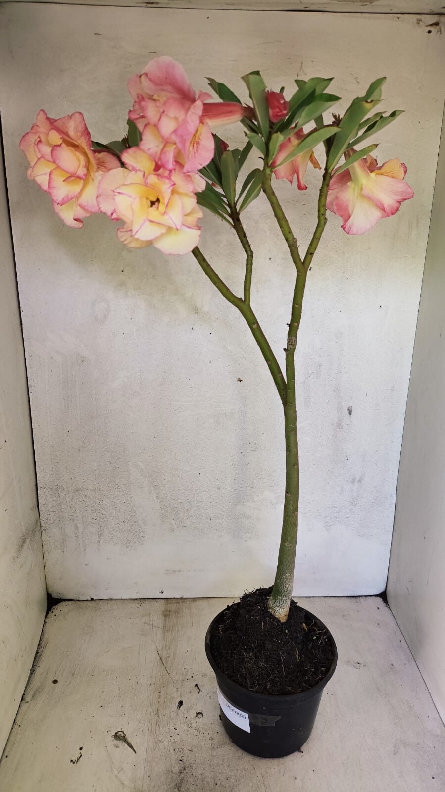 Planta Dobrada 3668 – 35cm – 03 anos - foto 8