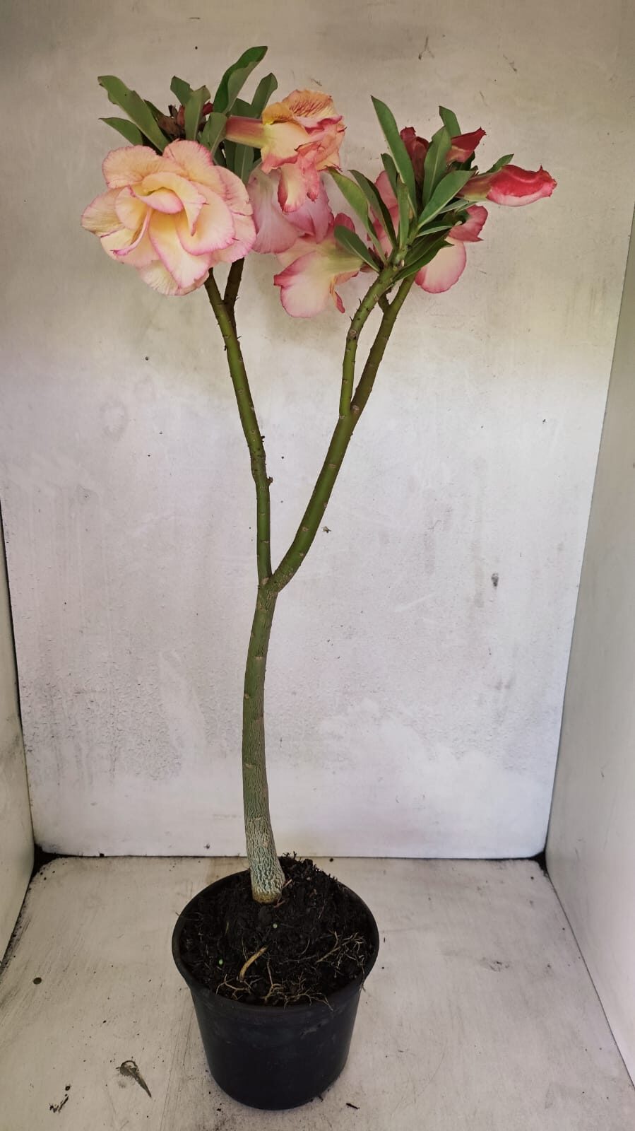 Planta Dobrada 3668 – 35cm – 03 anos - foto 7