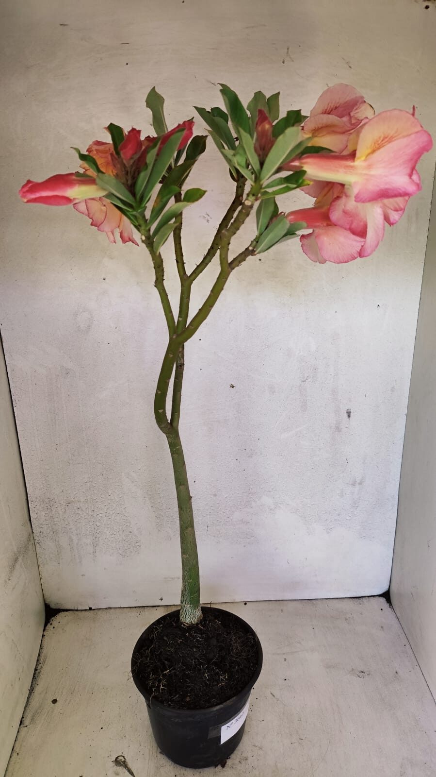 Planta Dobrada 3668 – 35cm – 03 anos - foto 6