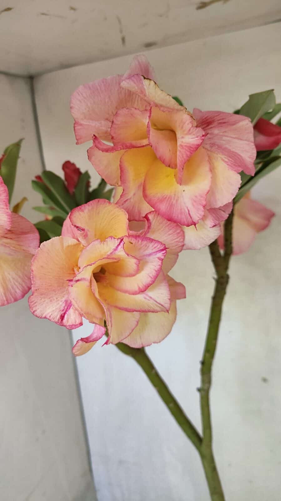 Planta Dobrada 3668 – 35cm – 03 anos - foto 4