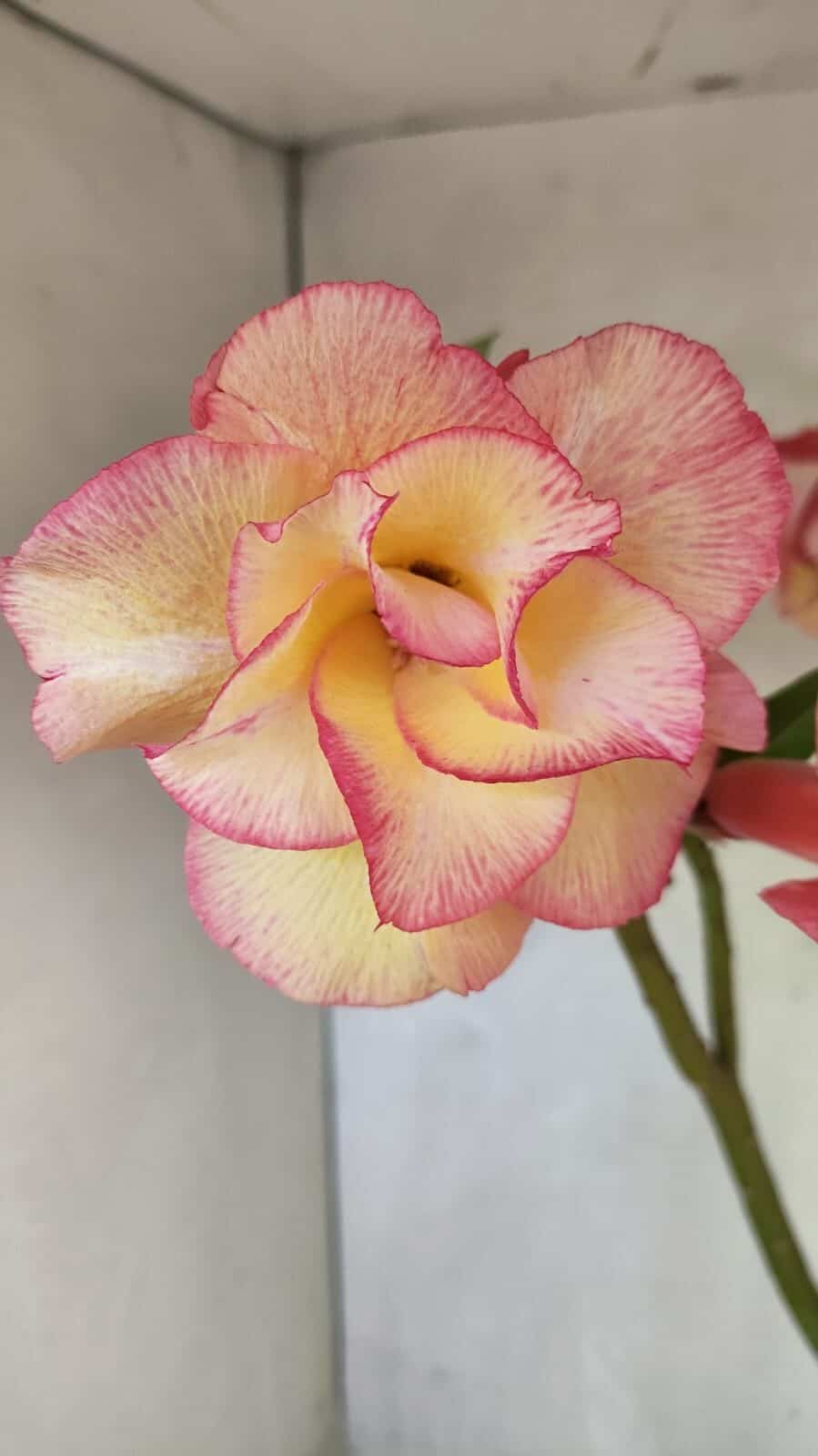 Planta Dobrada 3668 – 35cm – 03 anos - foto 3