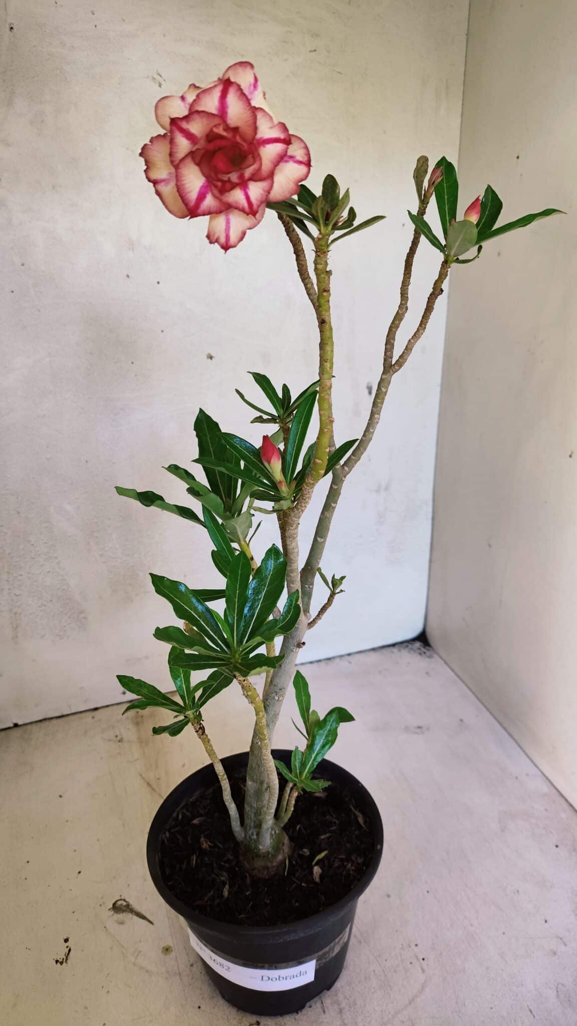 Planta Dobrada 3682 – 35cm – 03 anos - foto 5