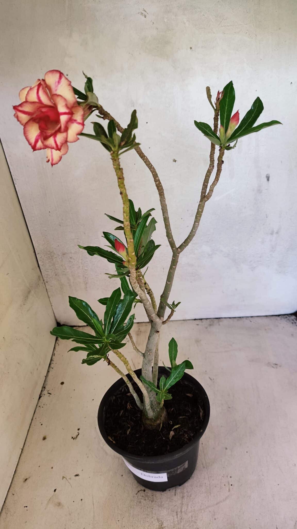 Planta Dobrada 3682 – 35cm – 03 anos - foto 2