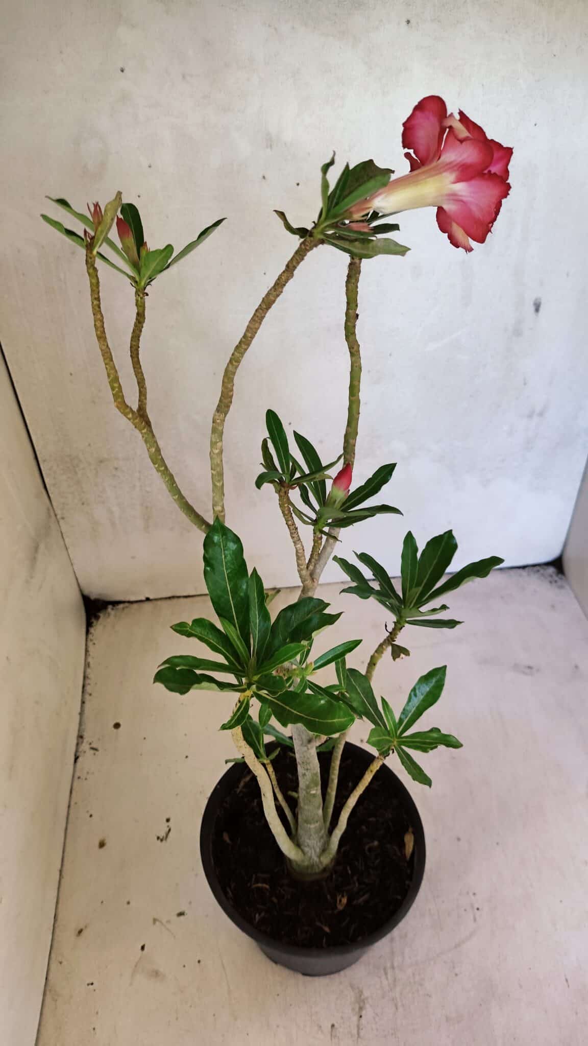 Planta Dobrada 3682 – 35cm – 03 anos - foto 8
