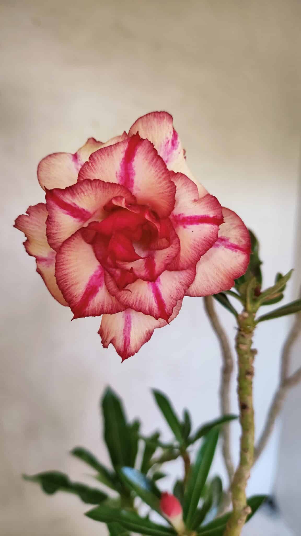 Planta Dobrada 3682 – 35cm – 03 anos - foto 7