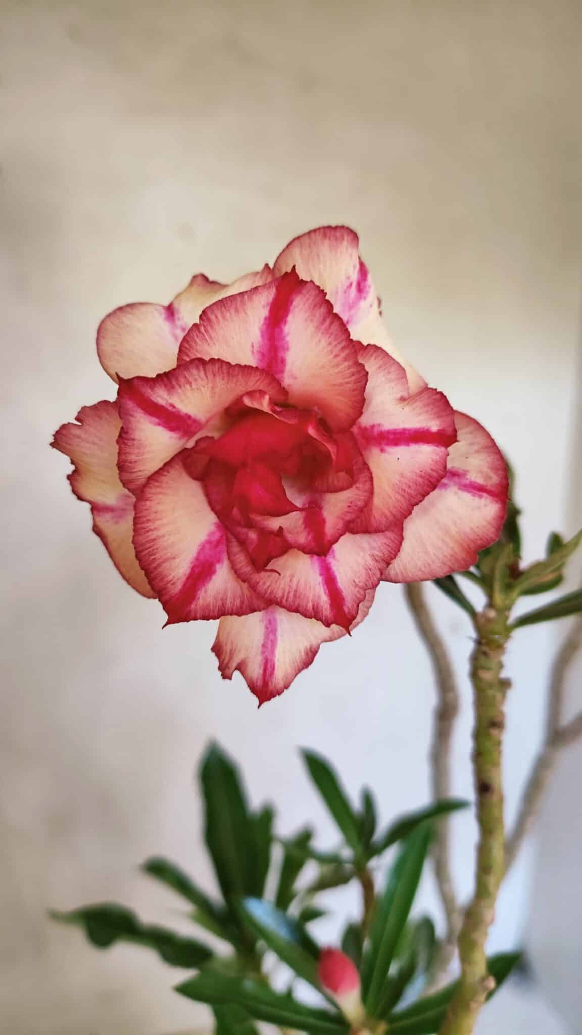 Planta Dobrada 3682 – 35cm – 03 anos - foto 3
