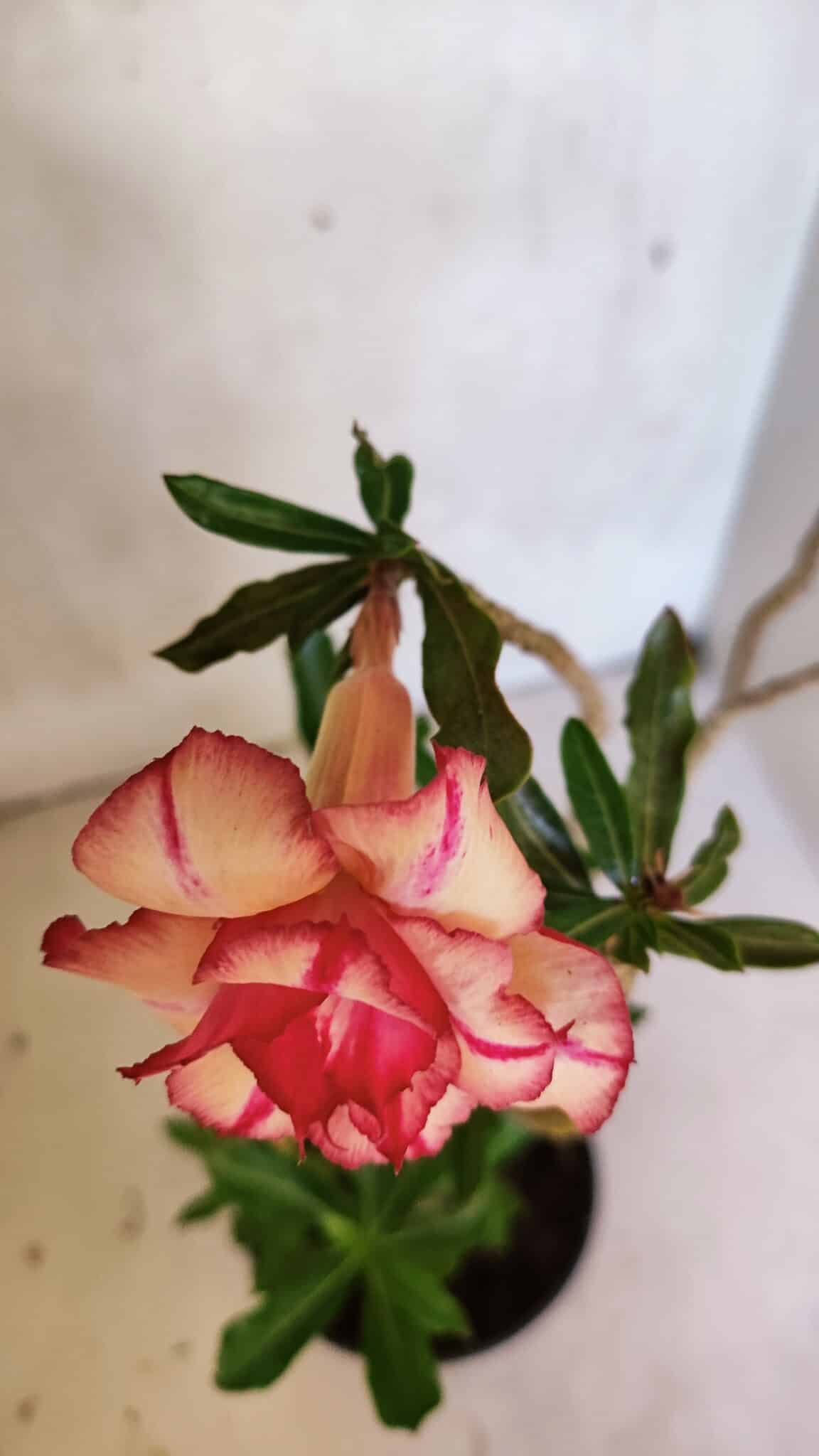 Planta Dobrada 3682 – 35cm – 03 anos - foto 4