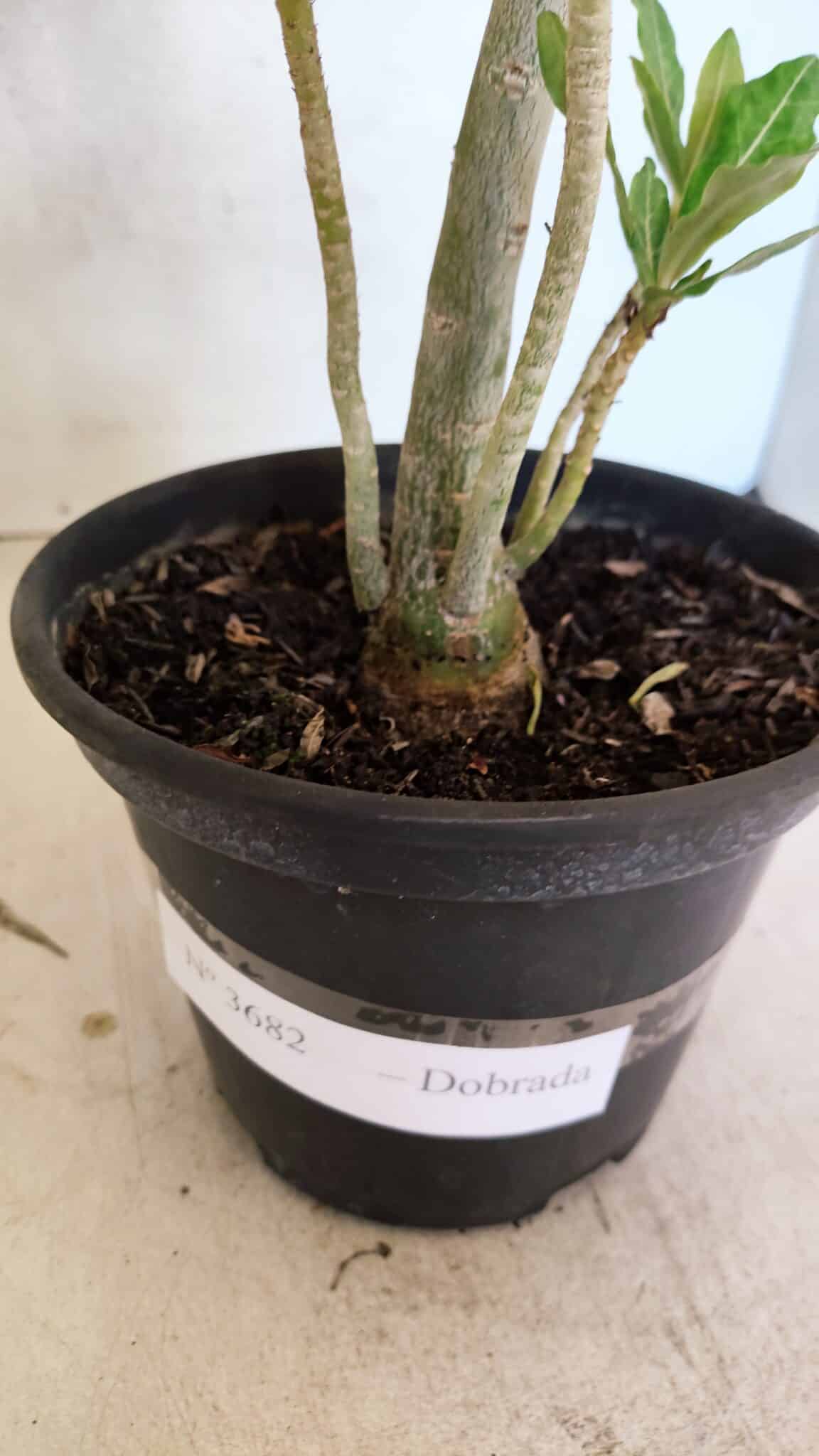 Planta Dobrada 3682 – 35cm – 03 anos - foto 6