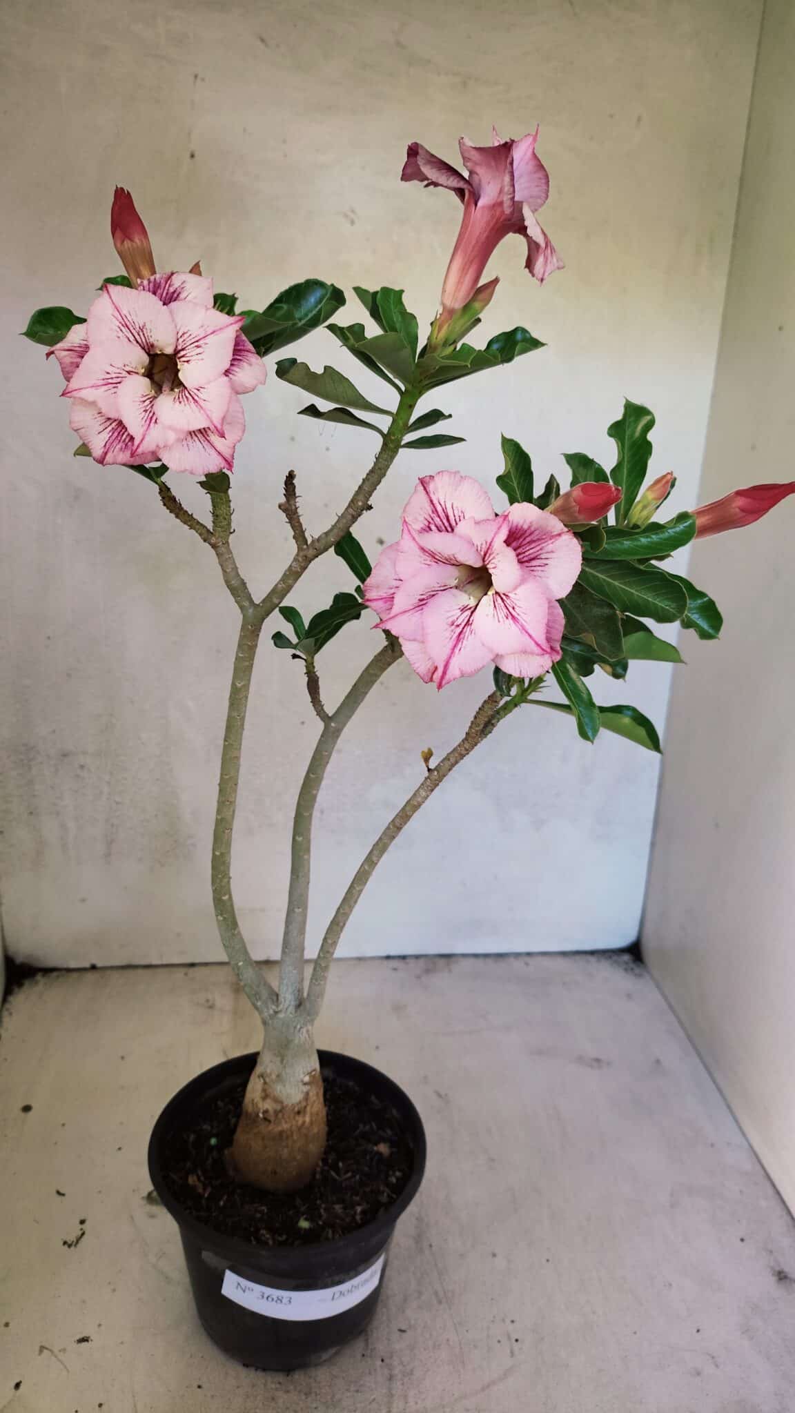 Planta Dobrada 3683 – 35cm – 03 anos - foto 2