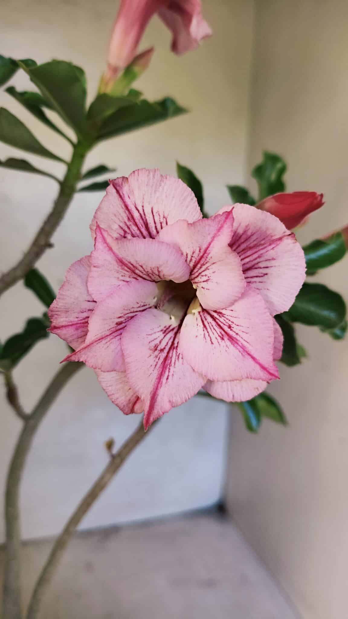 Planta Dobrada 3683 – 35cm – 03 anos - foto 4