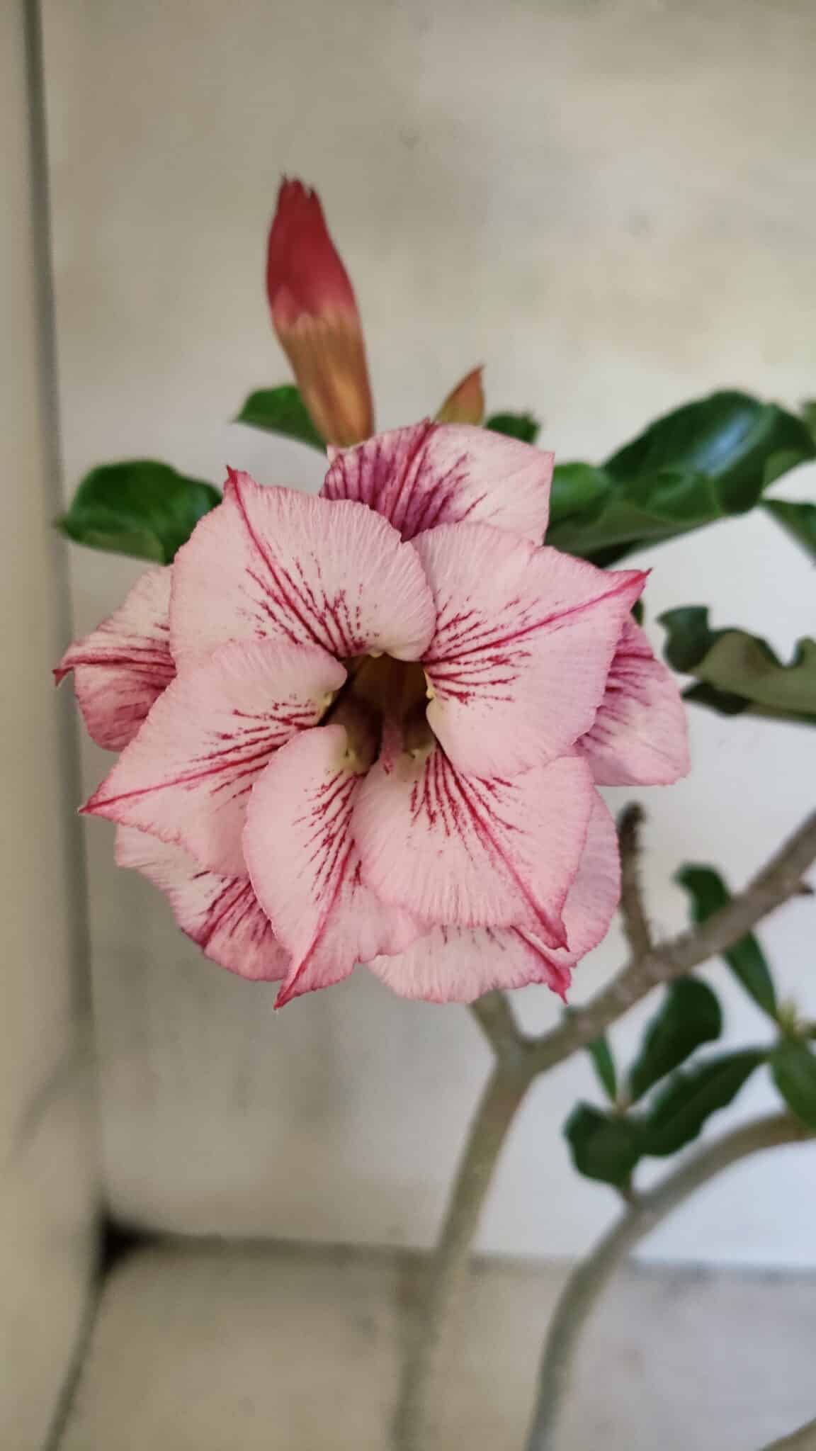 Planta Dobrada 3683 – 35cm – 03 anos - foto 3