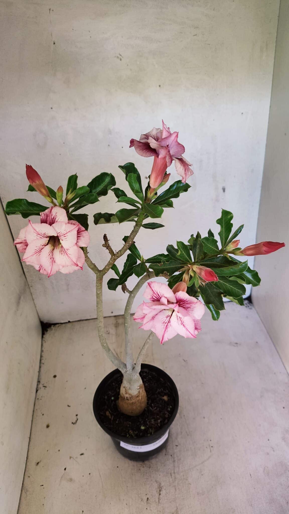 Planta Dobrada 3683 – 35cm – 03 anos - foto 8