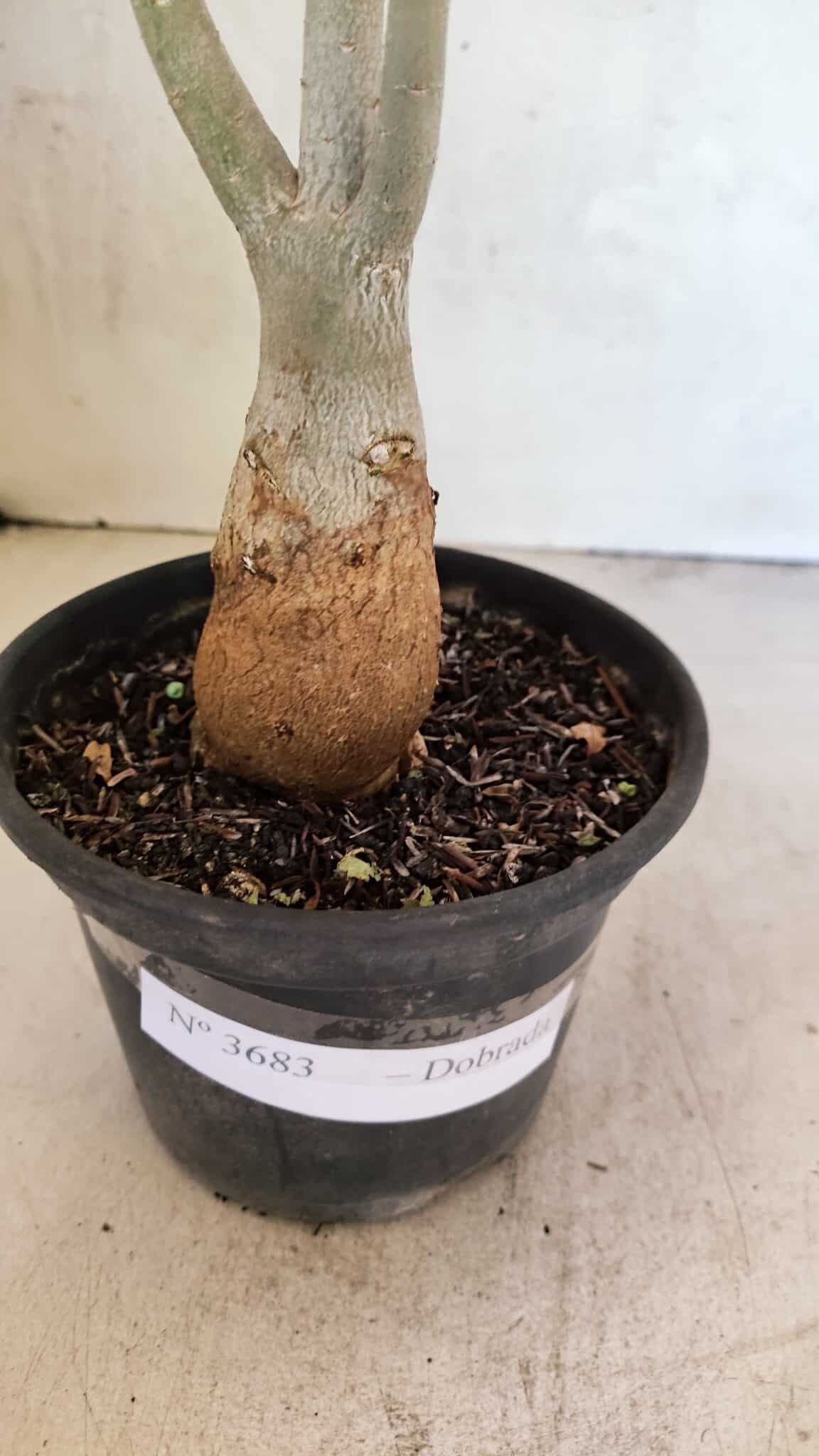 Planta Dobrada 3683 – 35cm – 03 anos - foto 7