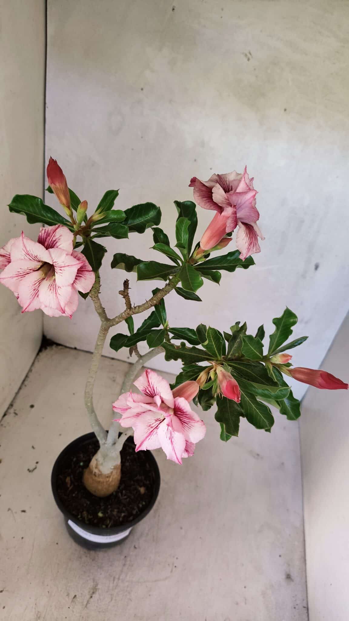 Planta Dobrada 3683 – 35cm – 03 anos - foto 5