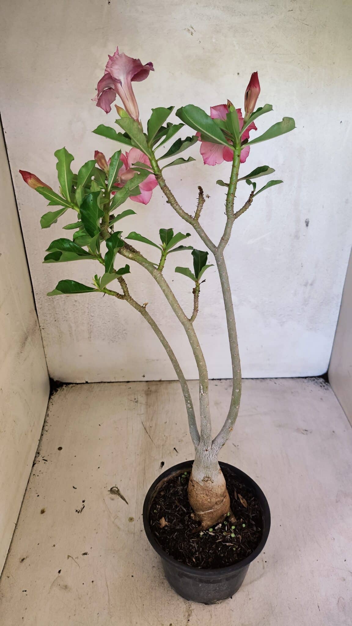 Planta Dobrada 3683 – 35cm – 03 anos - foto 6