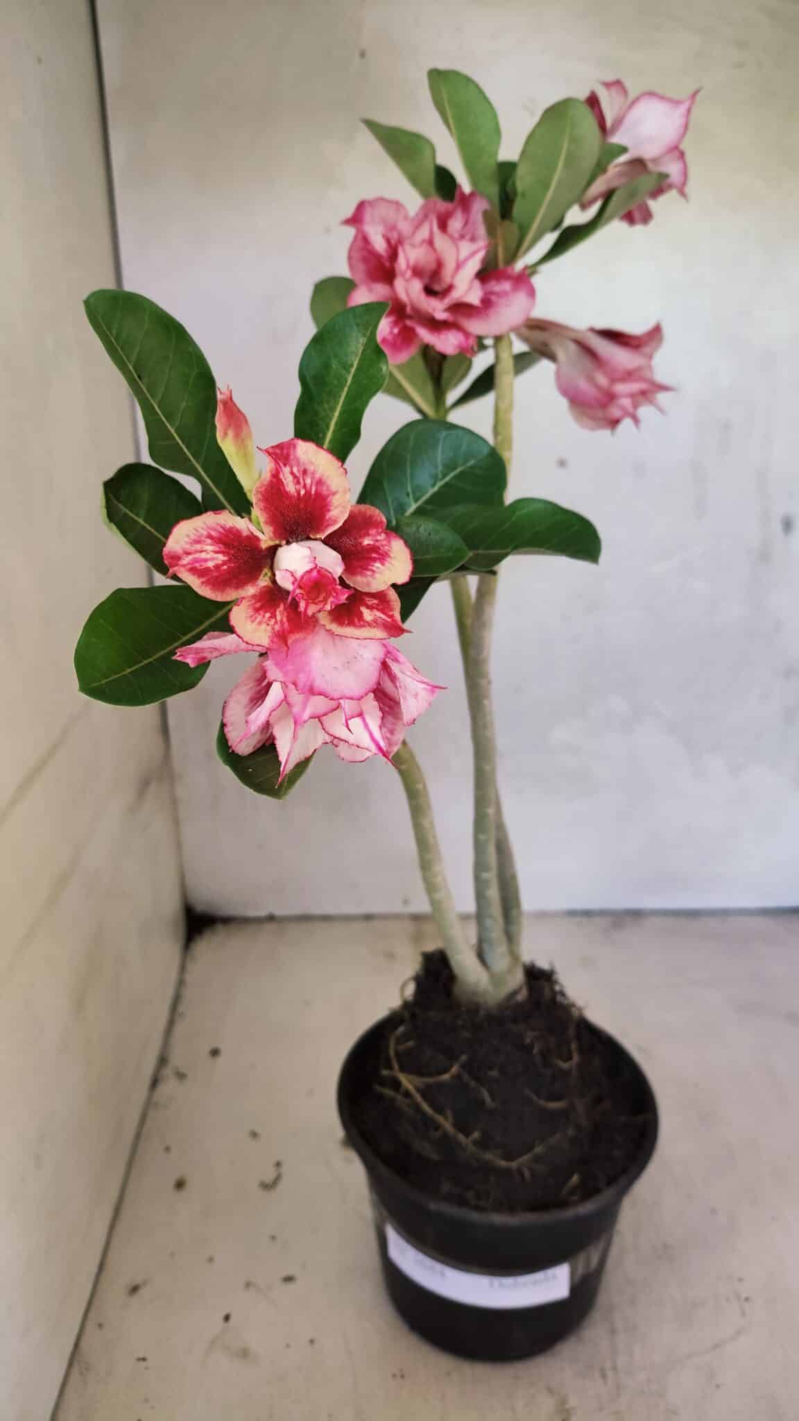 Planta Dobrada 3684 – 35cm – 03 anos - foto 2