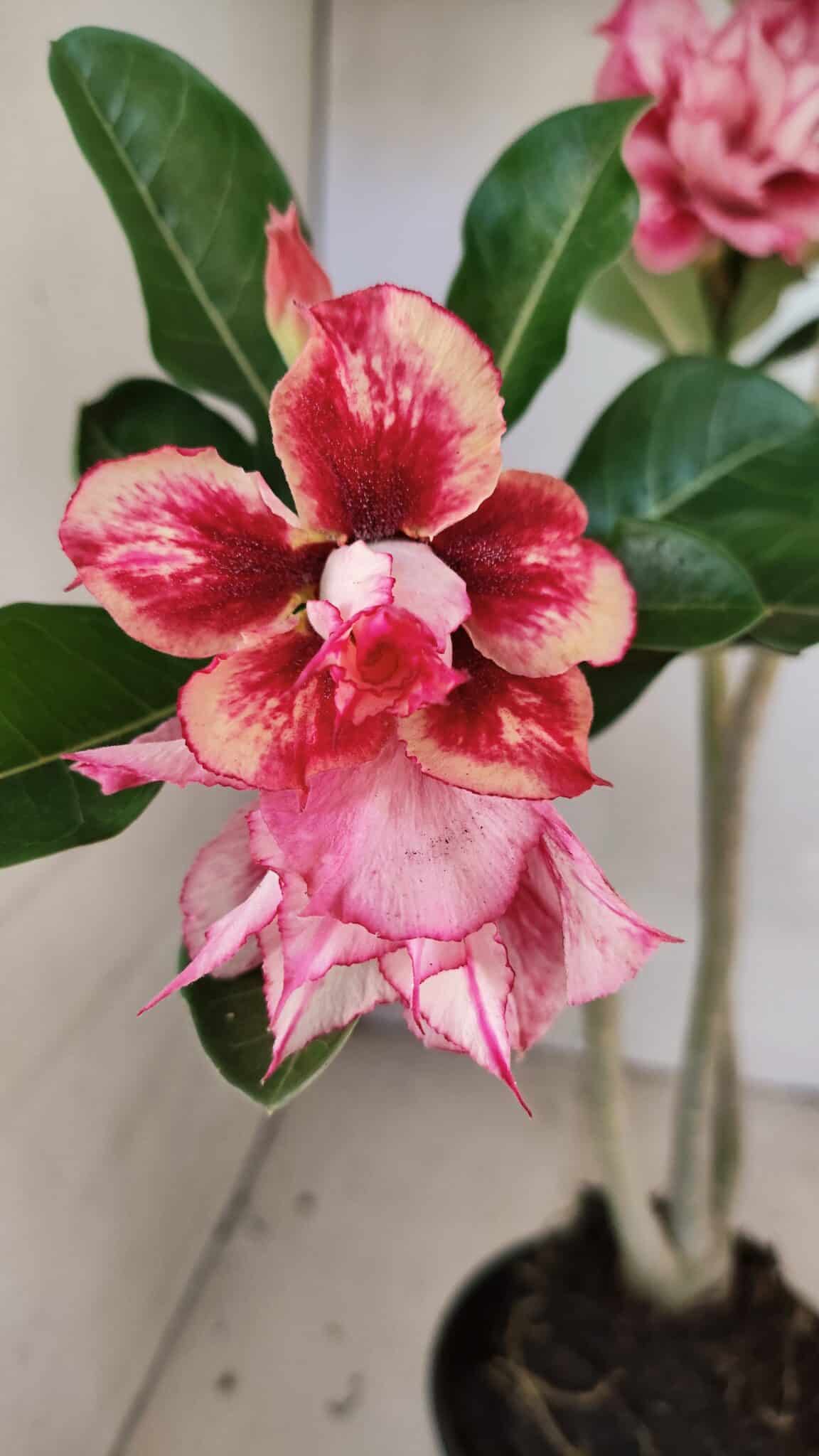 Planta Dobrada 3684 – 35cm – 03 anos - foto 3