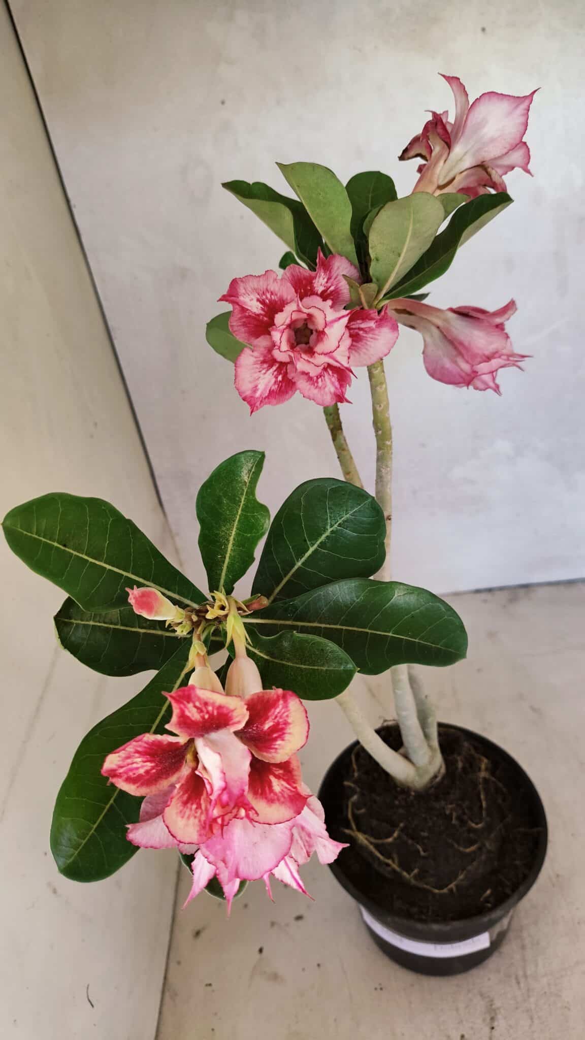 Planta Dobrada 3684 – 35cm – 03 anos - foto 4