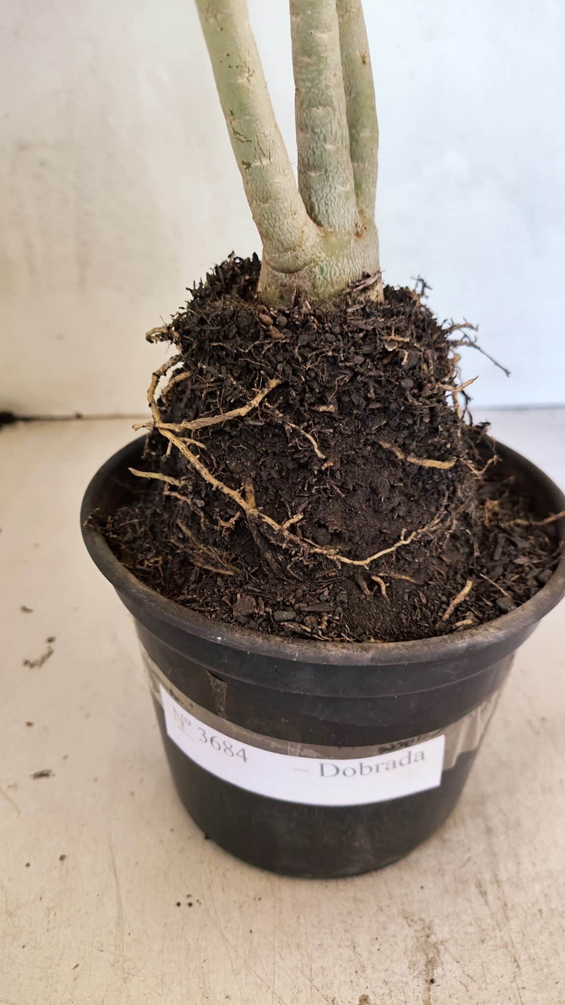 Planta Dobrada 3684 – 35cm – 03 anos - foto 7