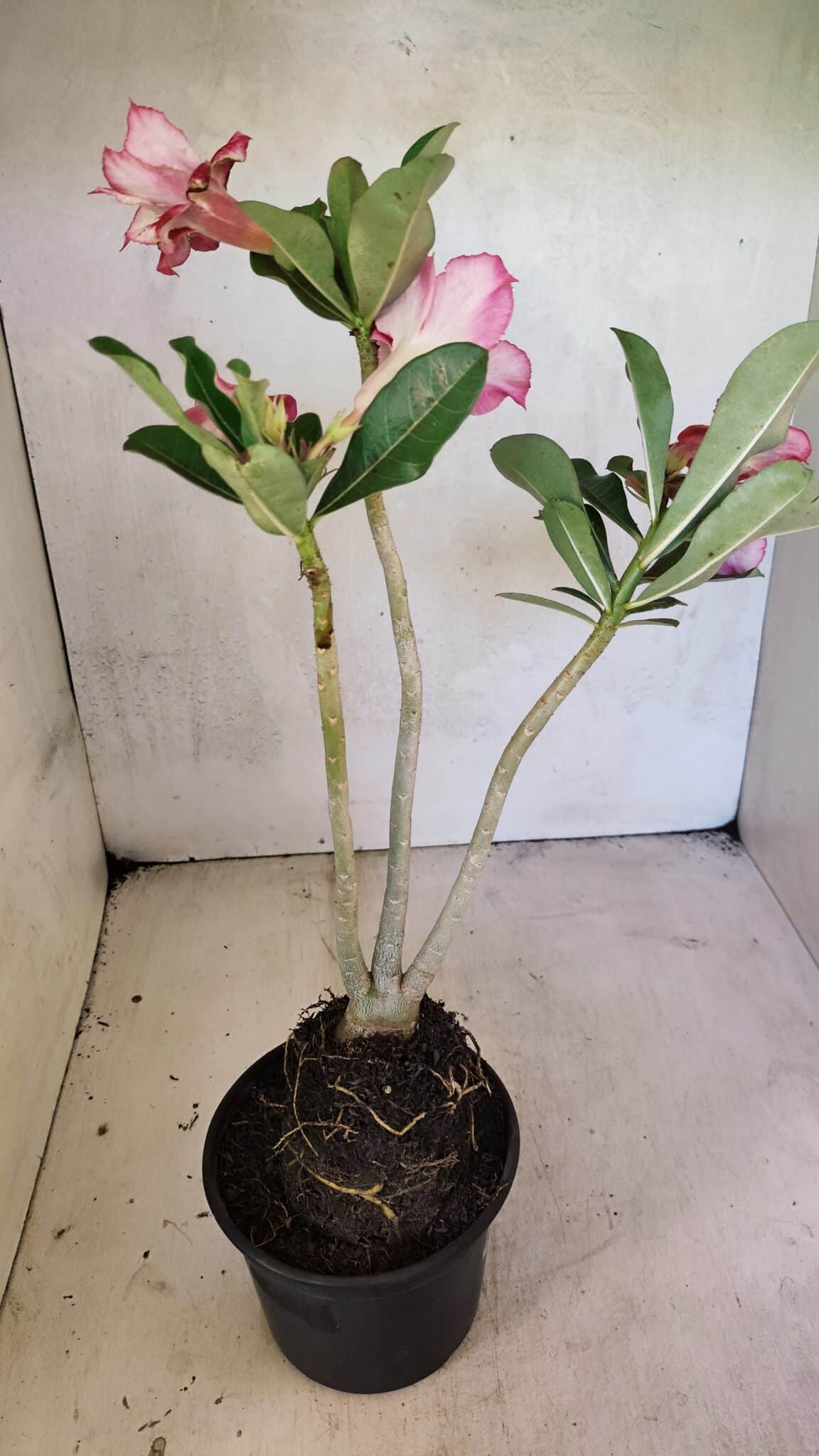 Planta Dobrada 3684 – 35cm – 03 anos - foto 6