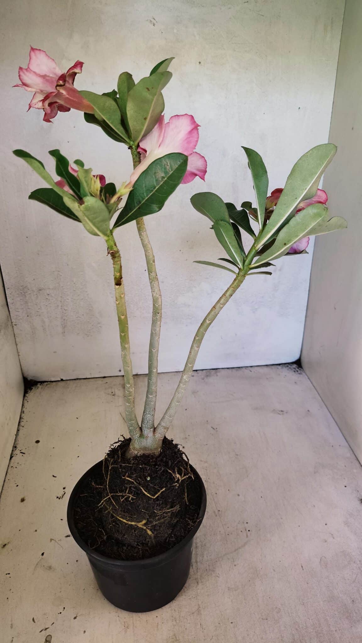 Planta Dobrada 3684 – 35cm – 03 anos - foto 5