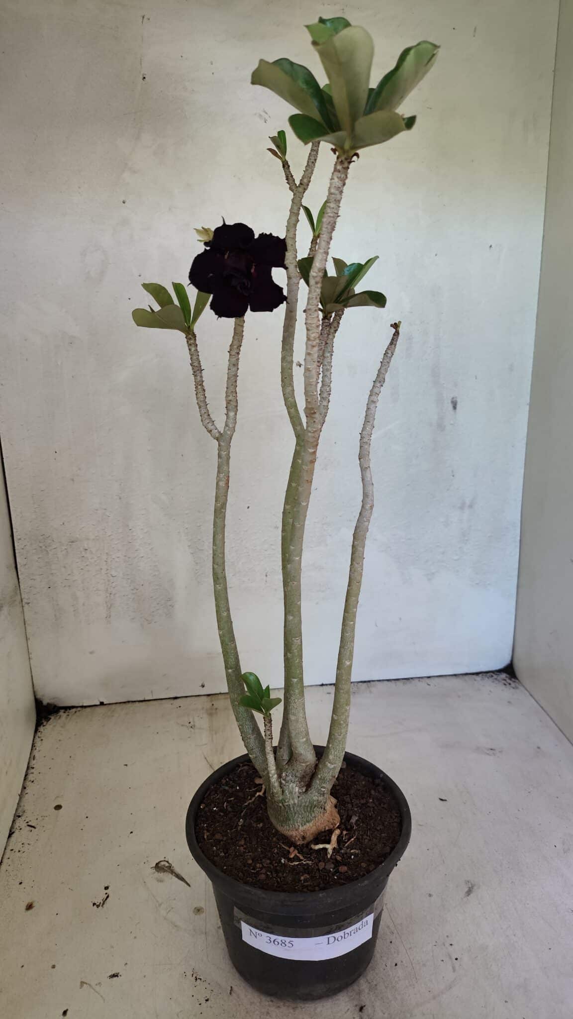 Planta Dobrada 3685 – 35cm – 03 anos - foto 2