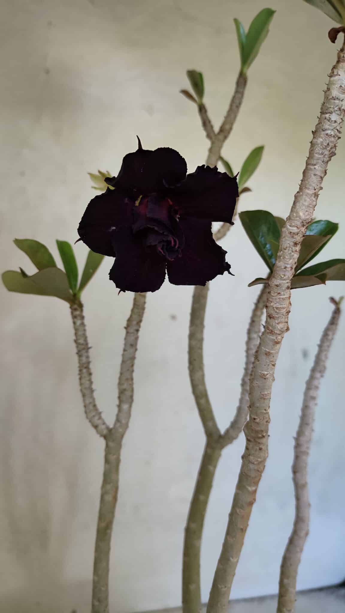 Planta Dobrada 3685 – 35cm – 03 anos - foto 3