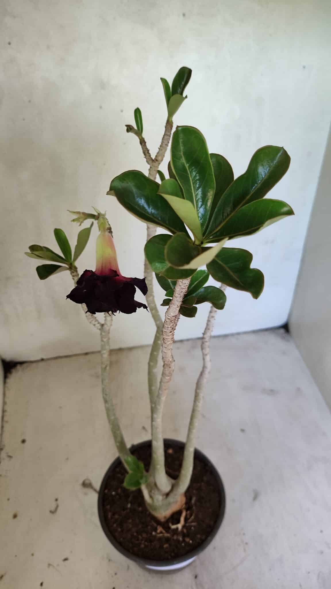 Planta Dobrada 3685 – 35cm – 03 anos - foto 4