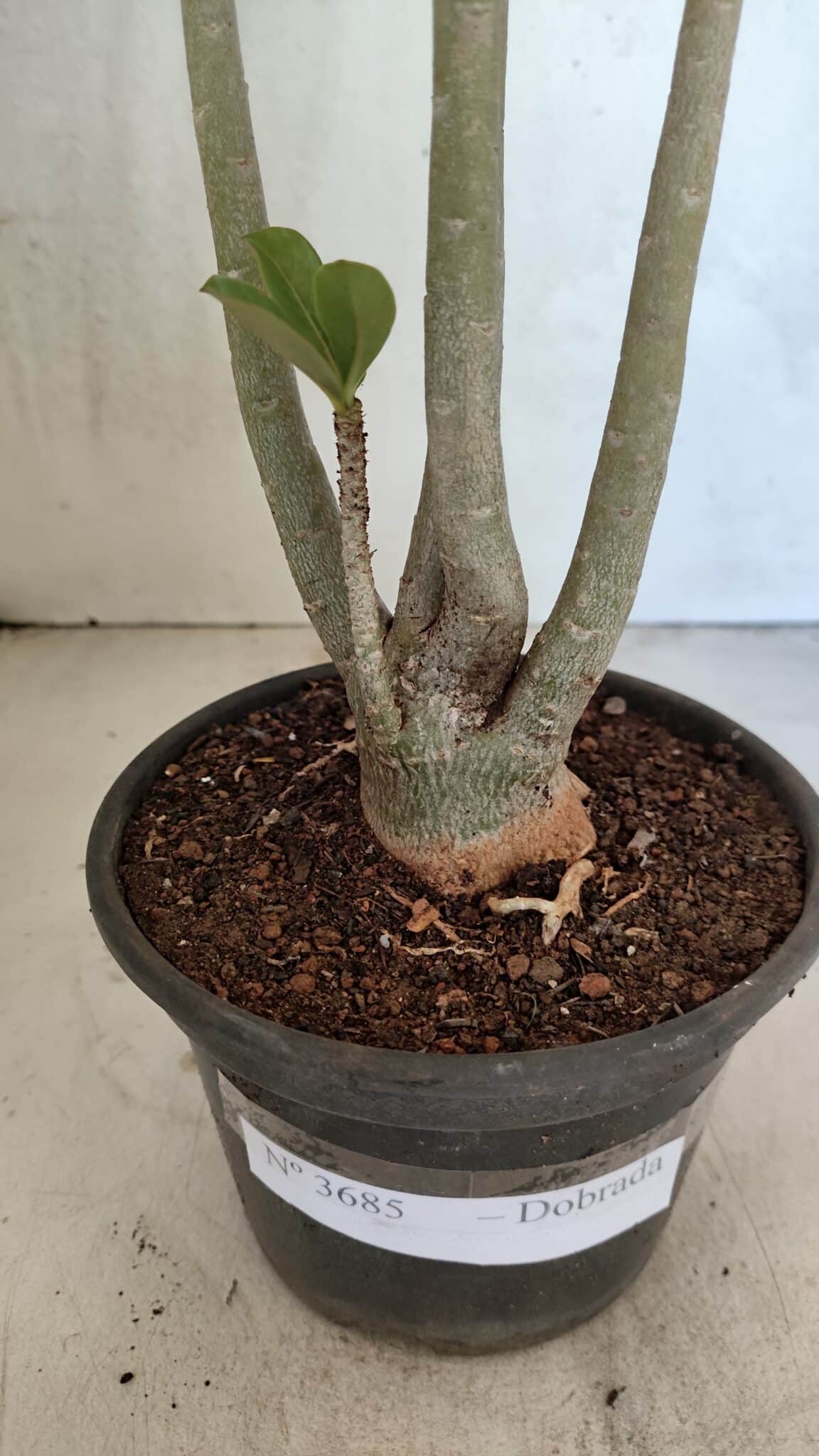 Planta Dobrada 3685 – 35cm – 03 anos - foto 7