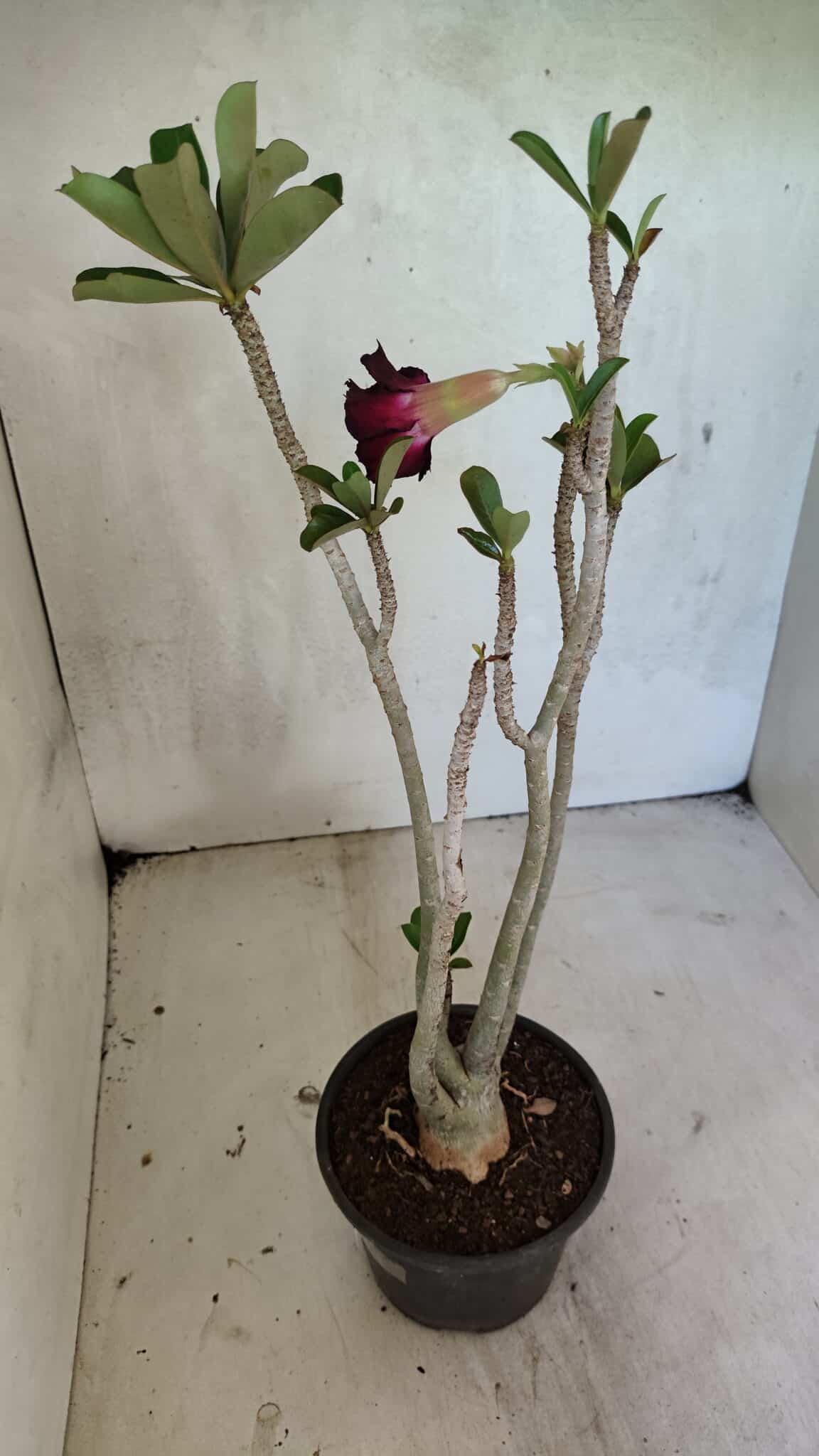 Planta Dobrada 3685 – 35cm – 03 anos - foto 6