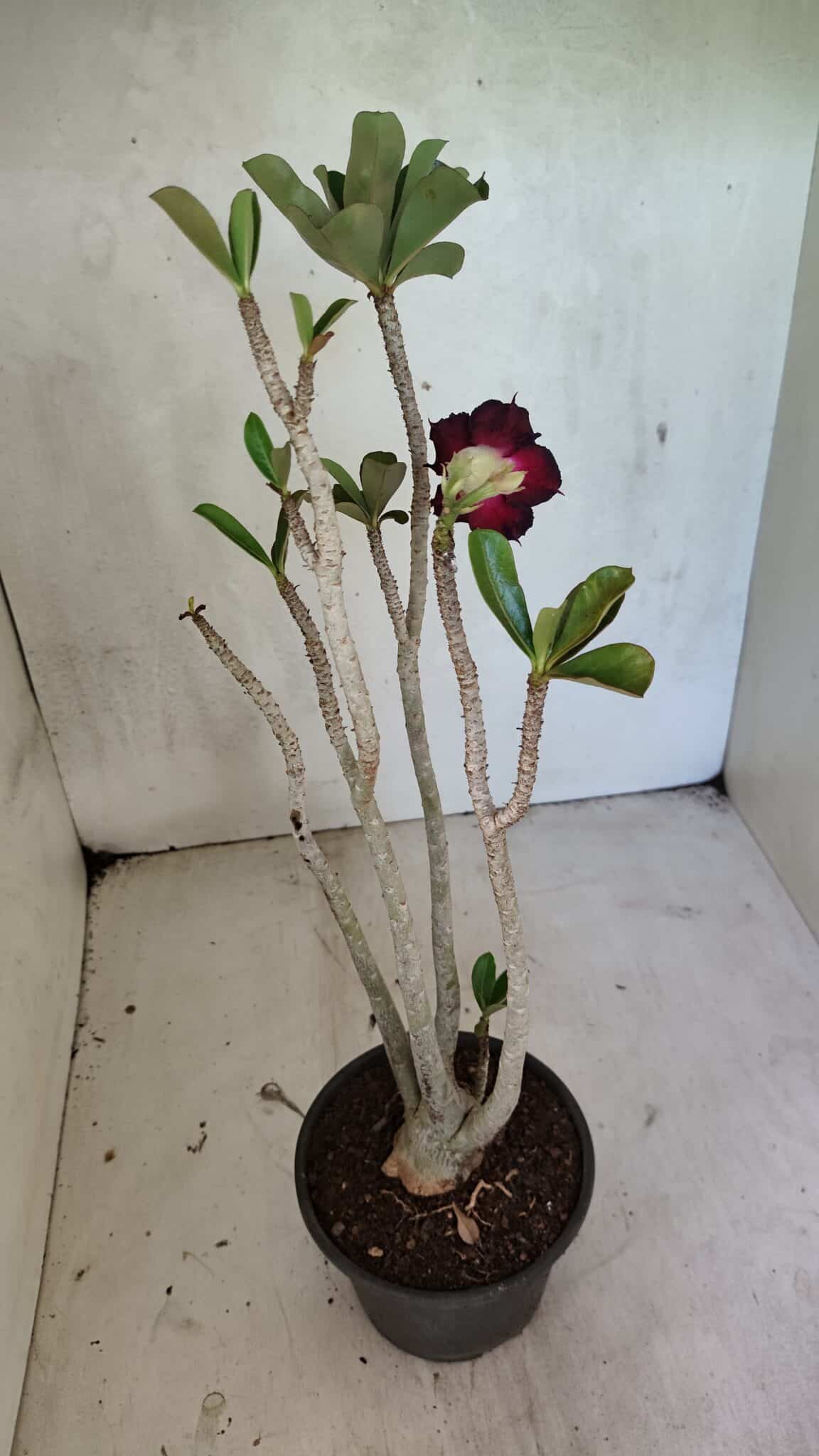 Planta Dobrada 3685 – 35cm – 03 anos - foto 5