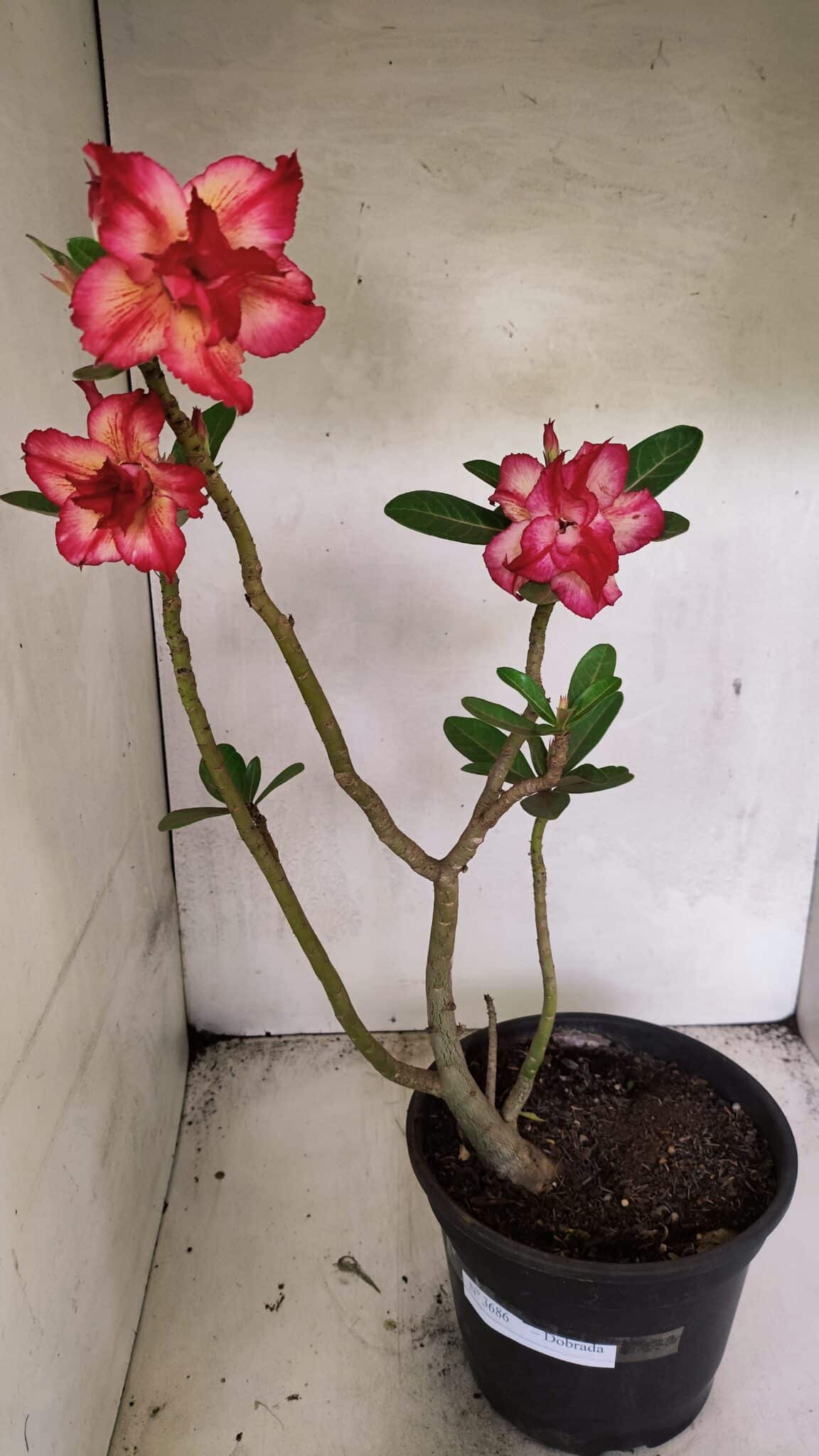 Planta Dobrada 3686 – 40cm – 03 anos - foto 2