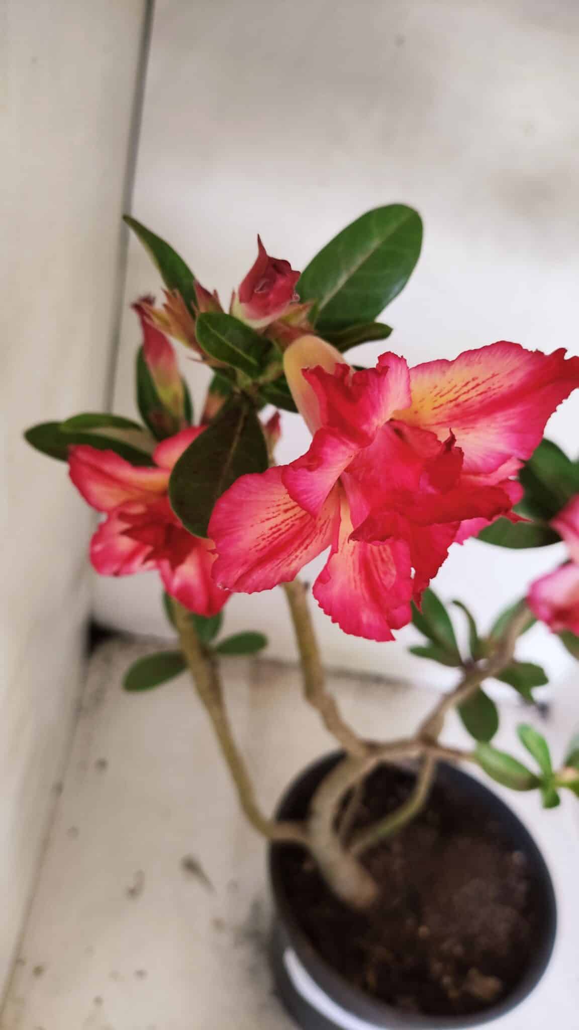 Planta Dobrada 3686 – 40cm – 03 anos - foto 5