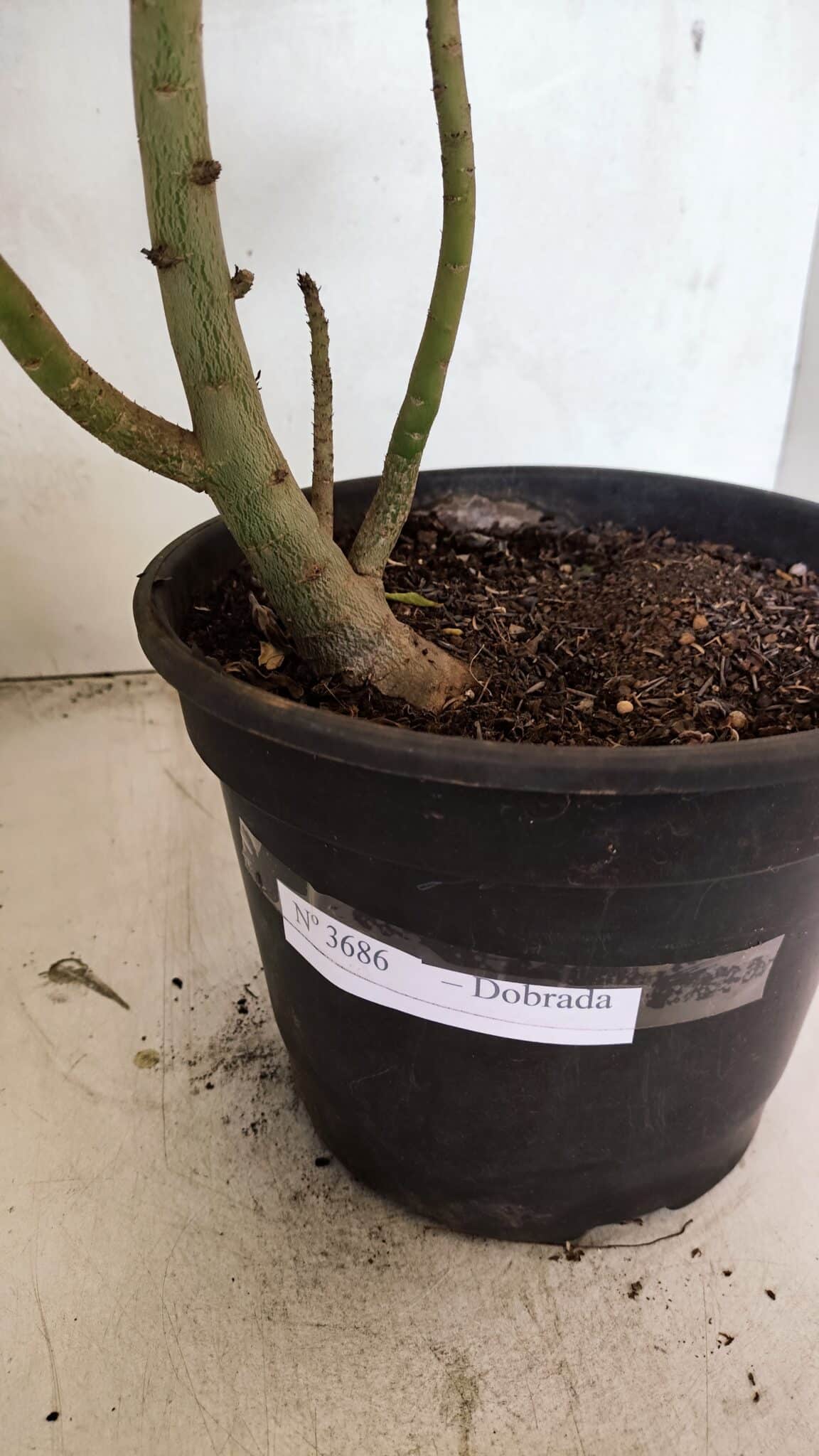 Planta Dobrada 3686 – 40cm – 03 anos - foto 8